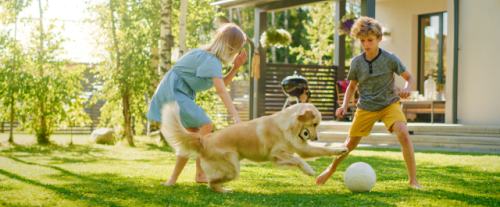 Perché i cani amano giocare con la palla?