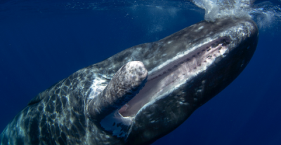 Perché i cetacei sono vulnerabili all'inquinamento acustico?