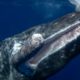 Perché i cetacei sono vulnerabili all'inquinamento acustico?