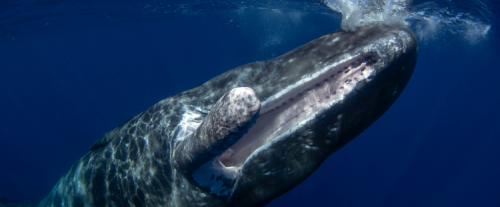 Perché i cetacei sono vulnerabili all'inquinamento acustico?