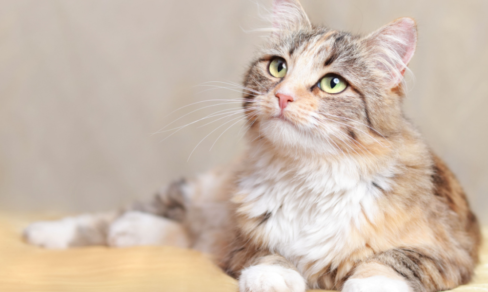 Perché i gatti hanno gli occhi verdi?