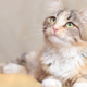 Perché i gatti hanno gli occhi verdi?