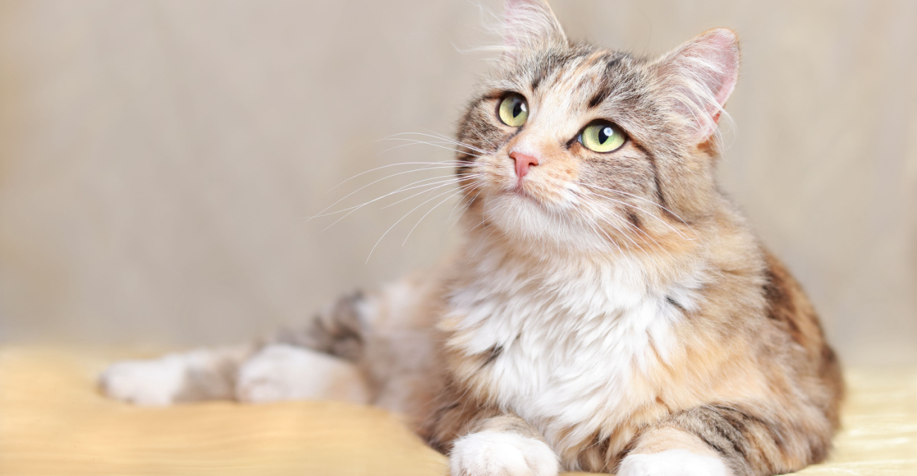 Perché i gatti hanno gli occhi verdi?