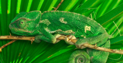 Perché gli animali si mimetizzano con l'ambiente circostante?