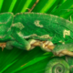 Perché gli animali si mimetizzano con l'ambiente circostante?