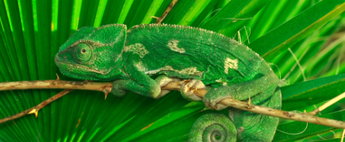 Perché gli animali si mimetizzano con l'ambiente circostante?