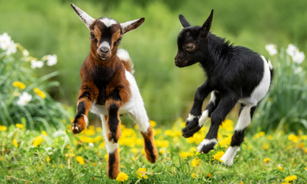 Perché gli animali vivono insieme?