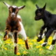 Perché gli animali vivono insieme?
