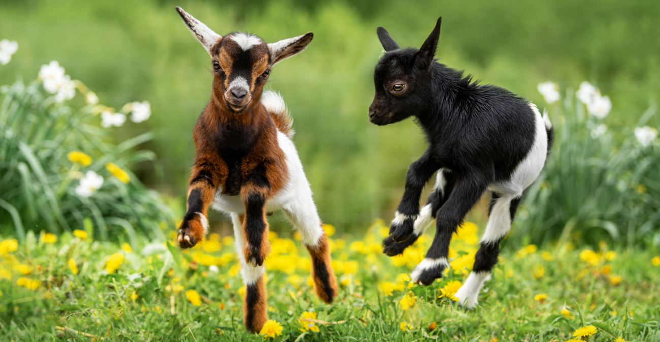 Perché gli animali vivono insieme?