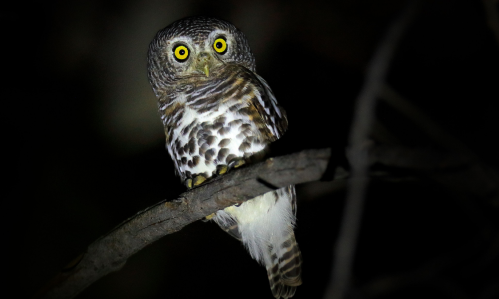 Perché alcuni animali sono notturni?