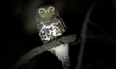 Perché alcuni animali sono notturni?