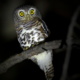 Perché alcuni animali sono notturni?