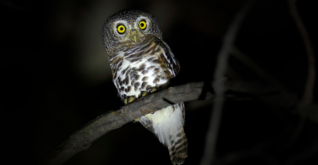 Perché alcuni animali sono notturni?
