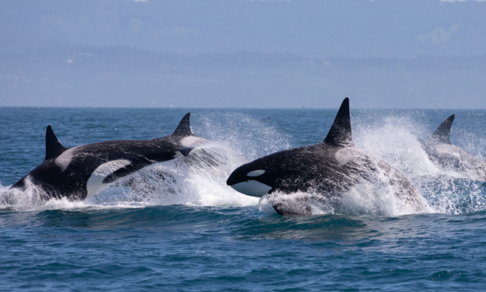 Perché i cetacei sono importanti per gli ecosistemi marini?
