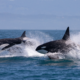 Perché i cetacei sono importanti per gli ecosistemi marini?