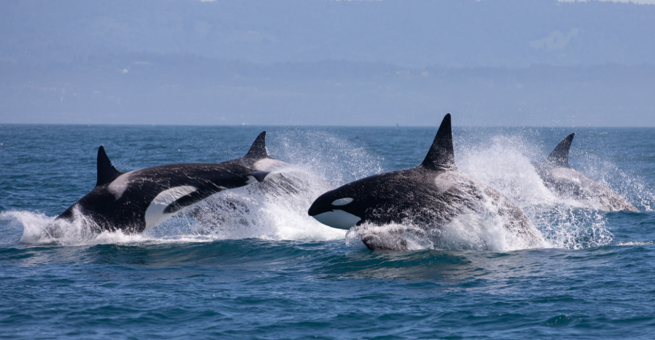 Perché i cetacei sono importanti per gli ecosistemi marini?