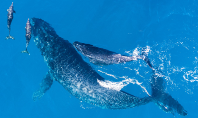 Perché i delfini e le balene hanno un sonar?