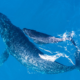 Perché i delfini e le balene hanno un sonar?