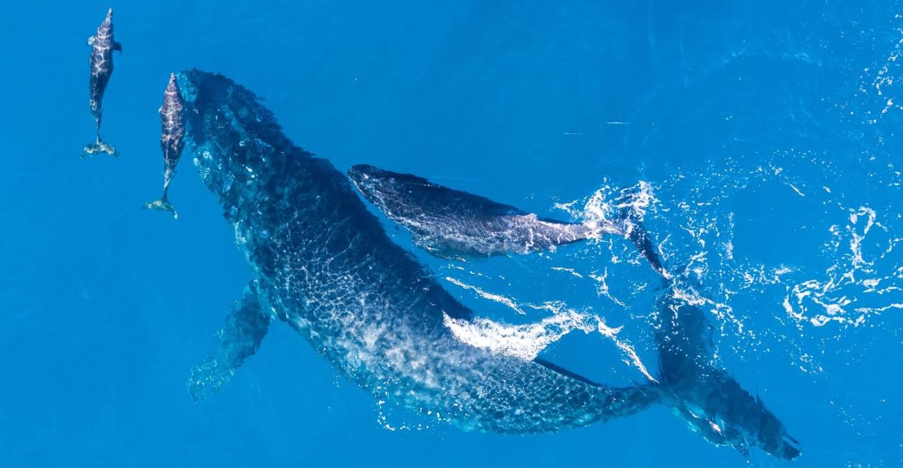 Perché i delfini e le balene hanno un sonar?