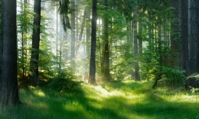 Perché proteggere le foreste?