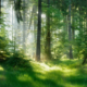 Perché proteggere le foreste?