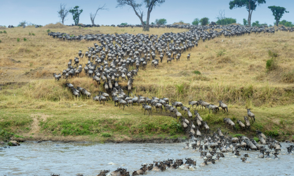 Perché alcuni animali migrano?