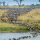 Perché alcuni animali migrano?