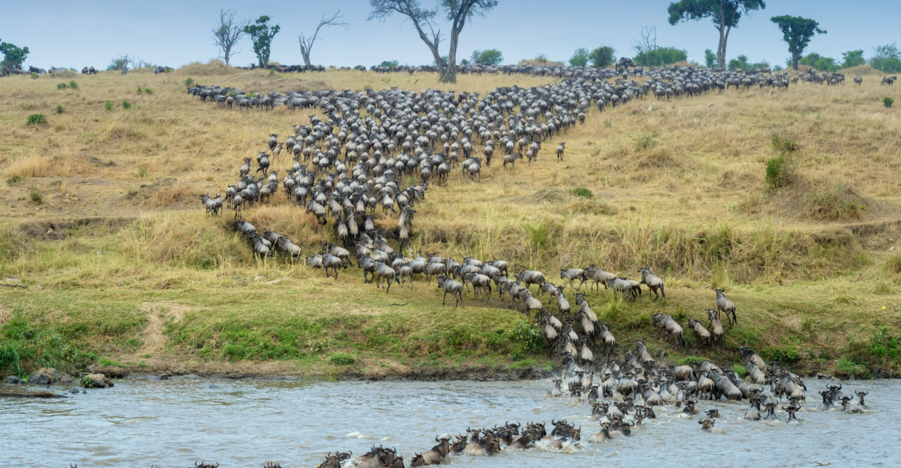 Perché alcuni animali migrano?