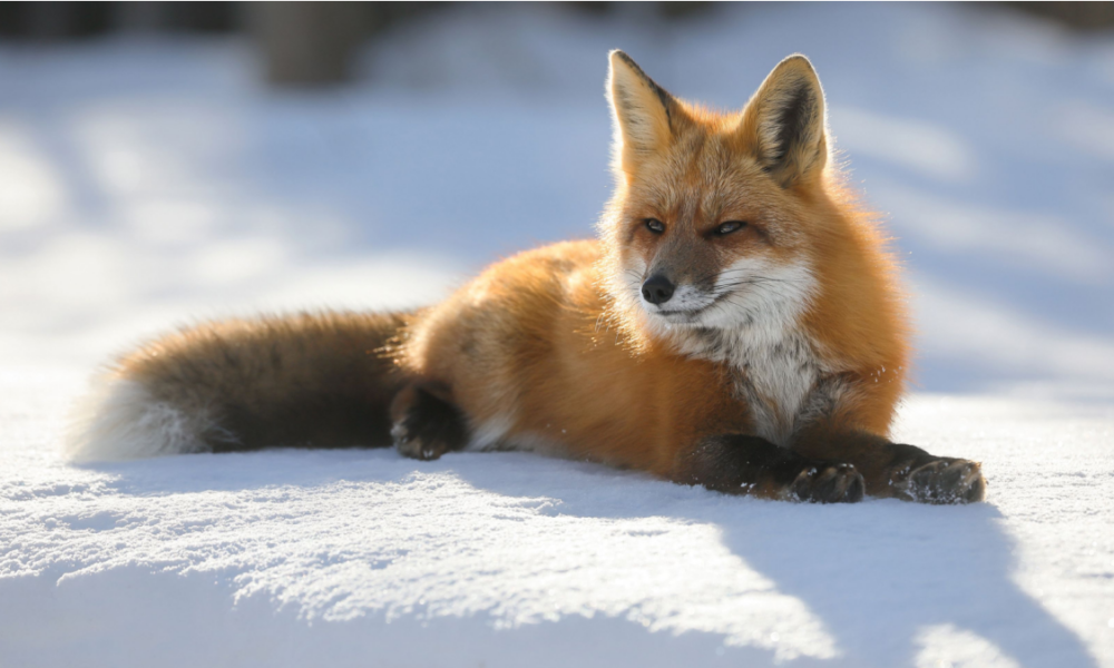 Perché gli animali hanno la pelliccia?