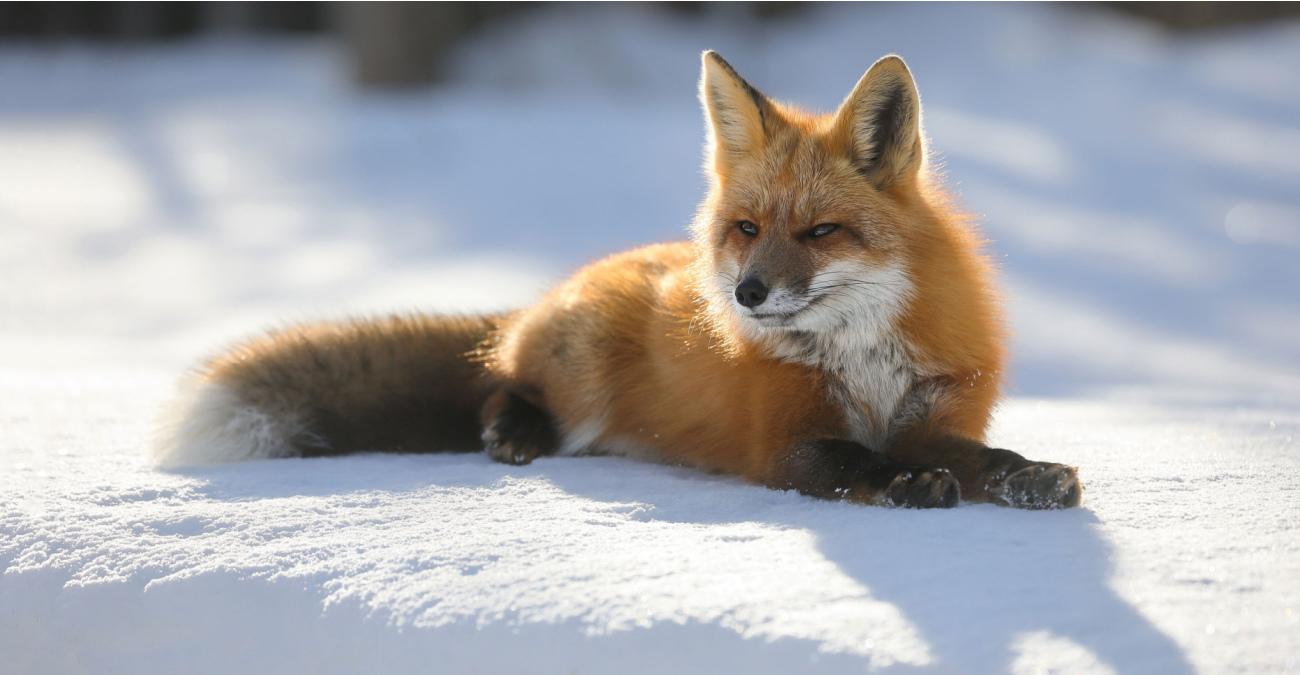 Perché gli animali hanno la pelliccia?