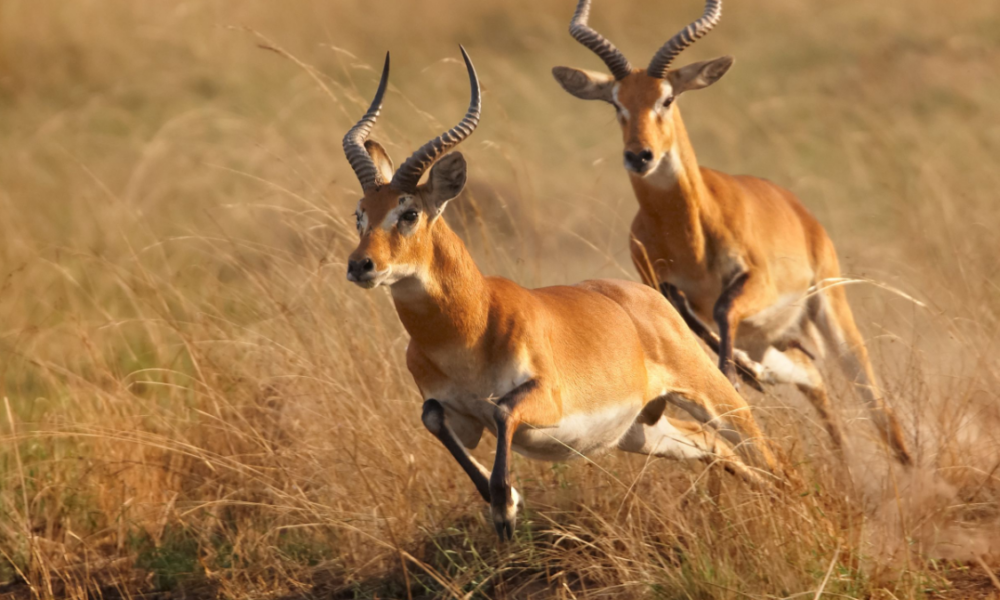 Perché gli animali marcano il territorio?