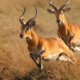 Perché gli animali marcano il territorio?