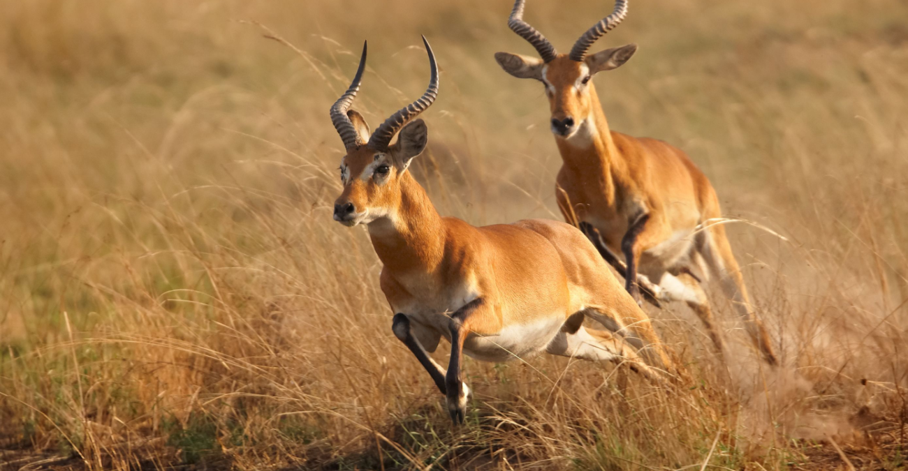 Perché gli animali marcano il territorio?
