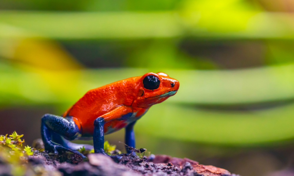 Perché alcuni animali sono velenosi?