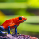 Perché alcuni animali sono velenosi?