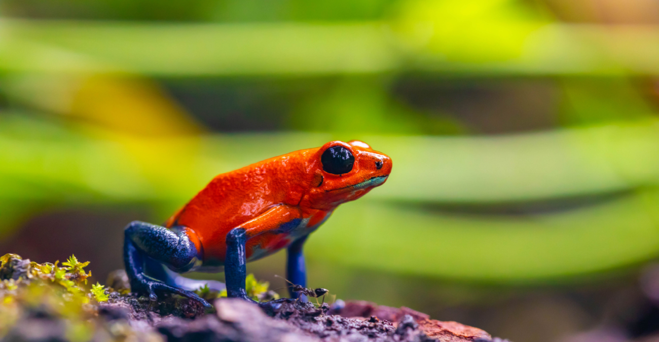 Perché alcuni animali sono velenosi?