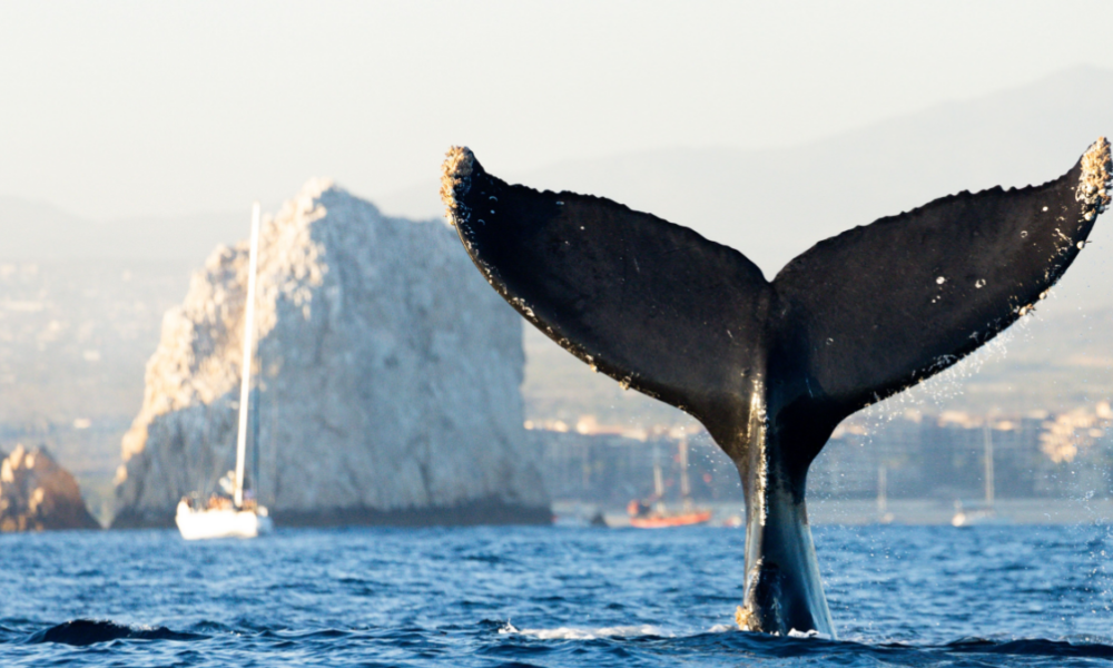 Perché i cetacei vivono in ambiente marino e non in acqua dolce?