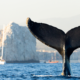 Perché i cetacei vivono in ambiente marino e non in acqua dolce?