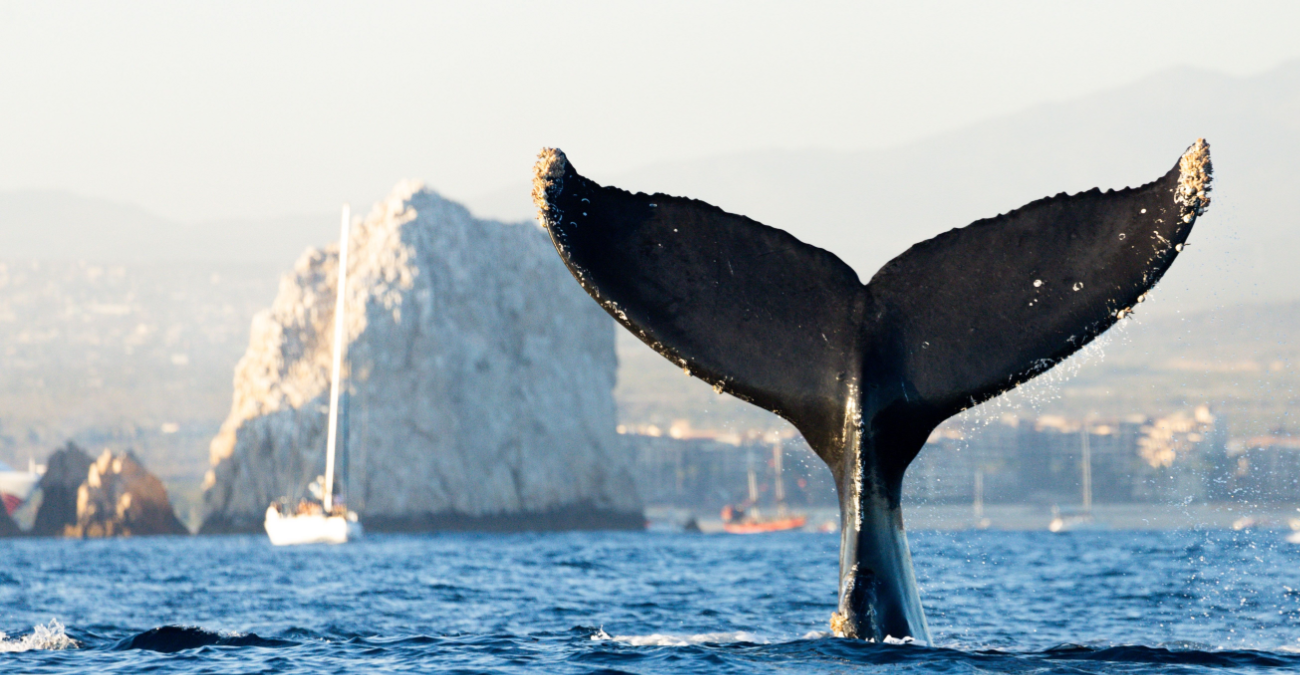 Perché i cetacei vivono in ambiente marino e non in acqua dolce?