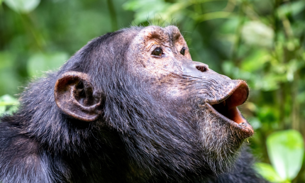 Perché gli animali comunicano vocalmente?