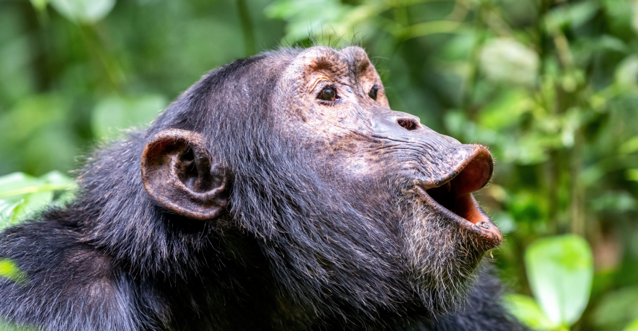 Perché gli animali comunicano vocalmente?