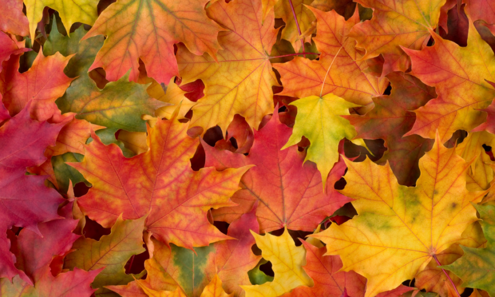 Perché le foglie cambiano colore?