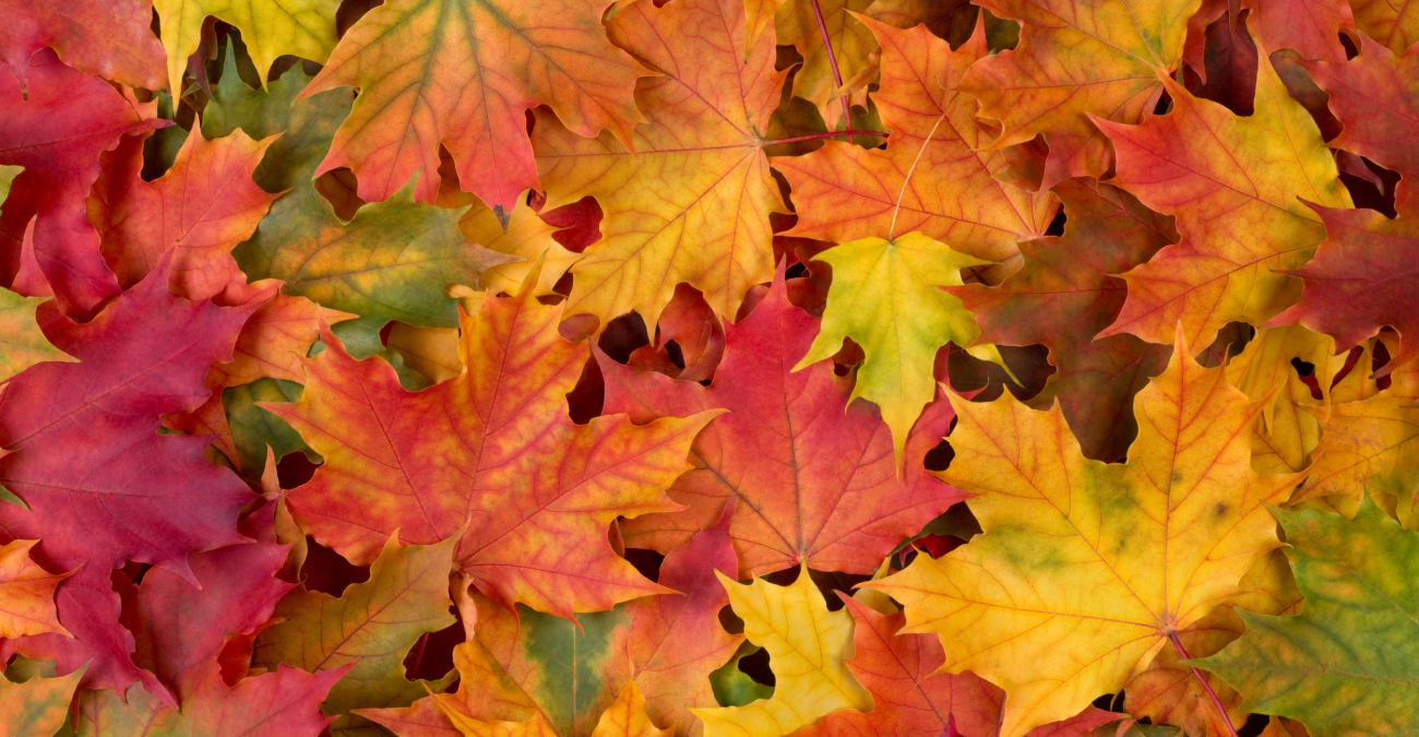Perché le foglie cambiano colore?