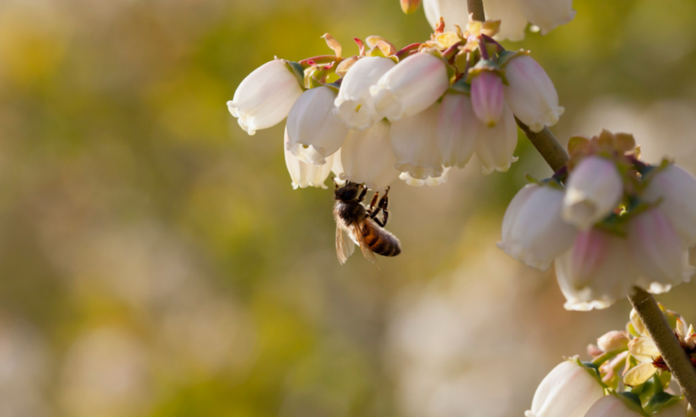 Perché alcune piante richiedono specifici impollinatori?