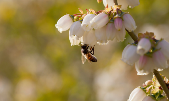 Perché alcune piante richiedono specifici impollinatori?