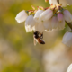 Perché alcune piante richiedono specifici impollinatori?
