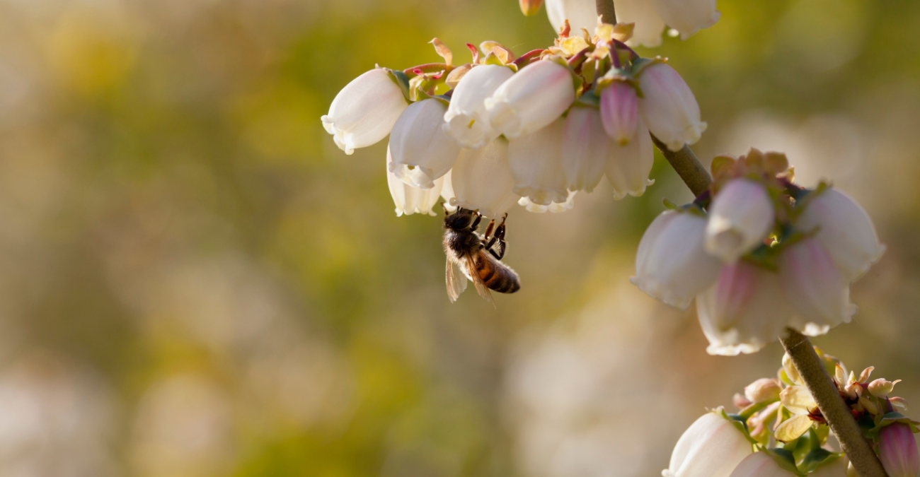 Perché alcune piante richiedono specifici impollinatori?
