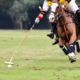 Perché il polo è diffuso in molte parti del mondo?