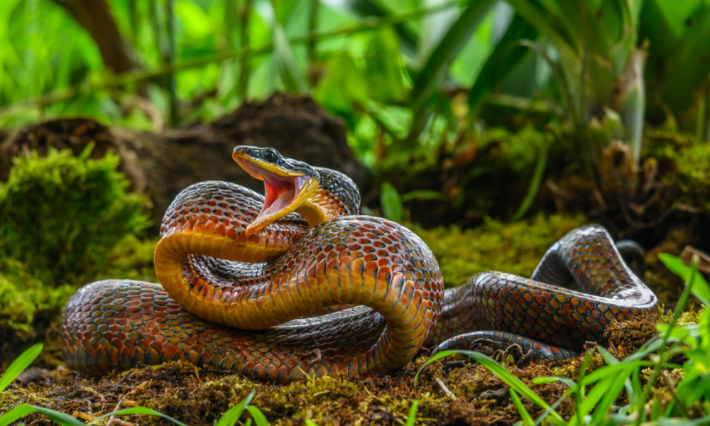 Perché molte specie di rettili sono velenose?