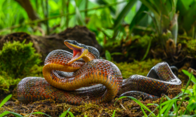 Perché molte specie di rettili sono velenose?